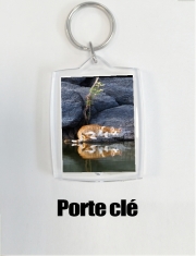 Porte clé photo  Reflet chat dans l'eau d'un étang 