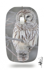 Souris sans fil avec récepteur usb owl bird on a branch