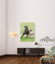 Poster Chevaux poneys poulain