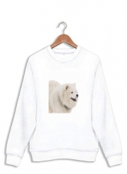Sweatshirt samoyede dog