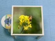 Table basse A bee in the yellow mustard flowers