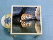 Table basse  Reflet chat dans l'eau d'un étang 