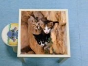 Table basse Trois petits chatons mignons dans un orifice d'un mur