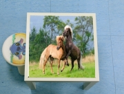 Table basse Deux chevaux islandais cabrés, jouent ensemble dans le pré