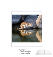 Classeur Rigide  Reflet chat dans l'eau d'un étang 