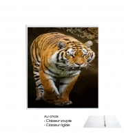 Classeur Rigide Siberian tiger