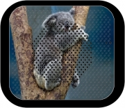 Enceinte bluetooth portable Koala Bear Australia