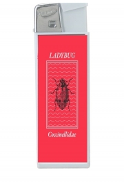 Briquet Ladybug Coccinellidae