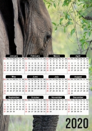 Calendrier Elephant
