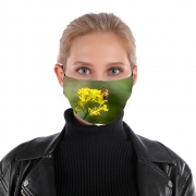 Masque alternatif A bee in the yellow mustard flowers
