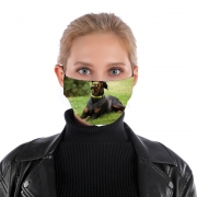 Masque alternatif Adult Doberman