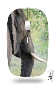 Souris sans fil avec récepteur usb Elephant