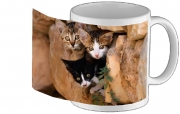Tasse Mug Trois petits chatons mignons dans un orifice d'un mur
