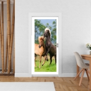 Poster de porte Deux chevaux islandais cabrés, jouent ensemble dans le pré